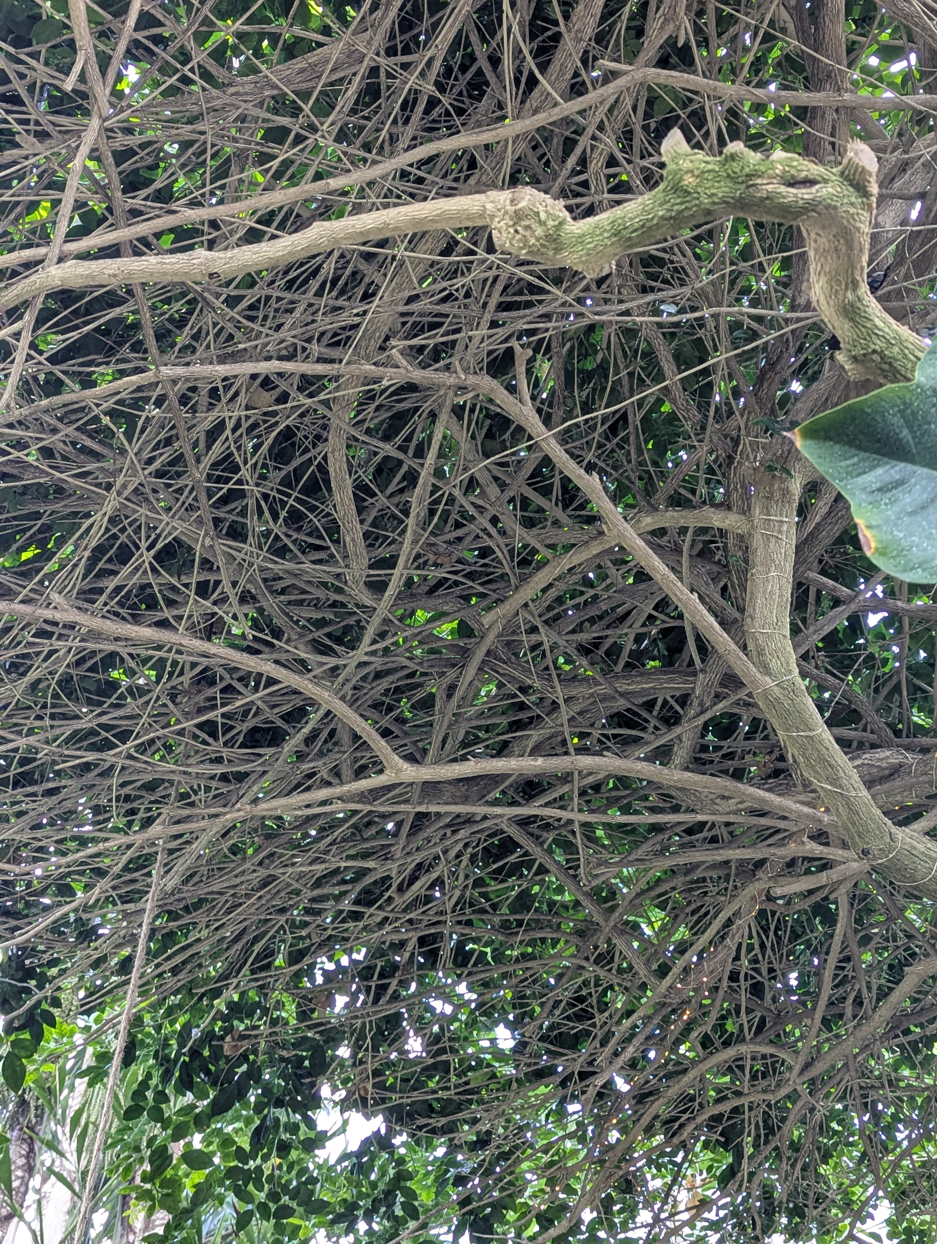 Birthday Trip to Canada, Edmonton, Pyramids, Muttart Observatory